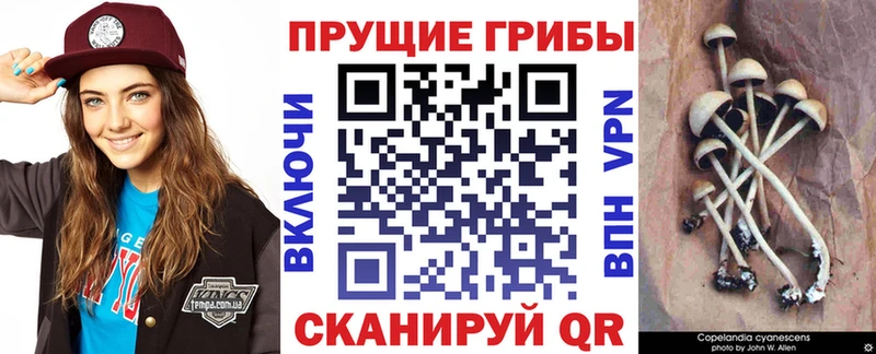 Псилоцибиновые грибы Magic Shrooms  где можно купить   hydra рабочий сайт  Мышкин 